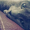 Eclipse participe au concours pour gagner de l'argent avec cette photo :