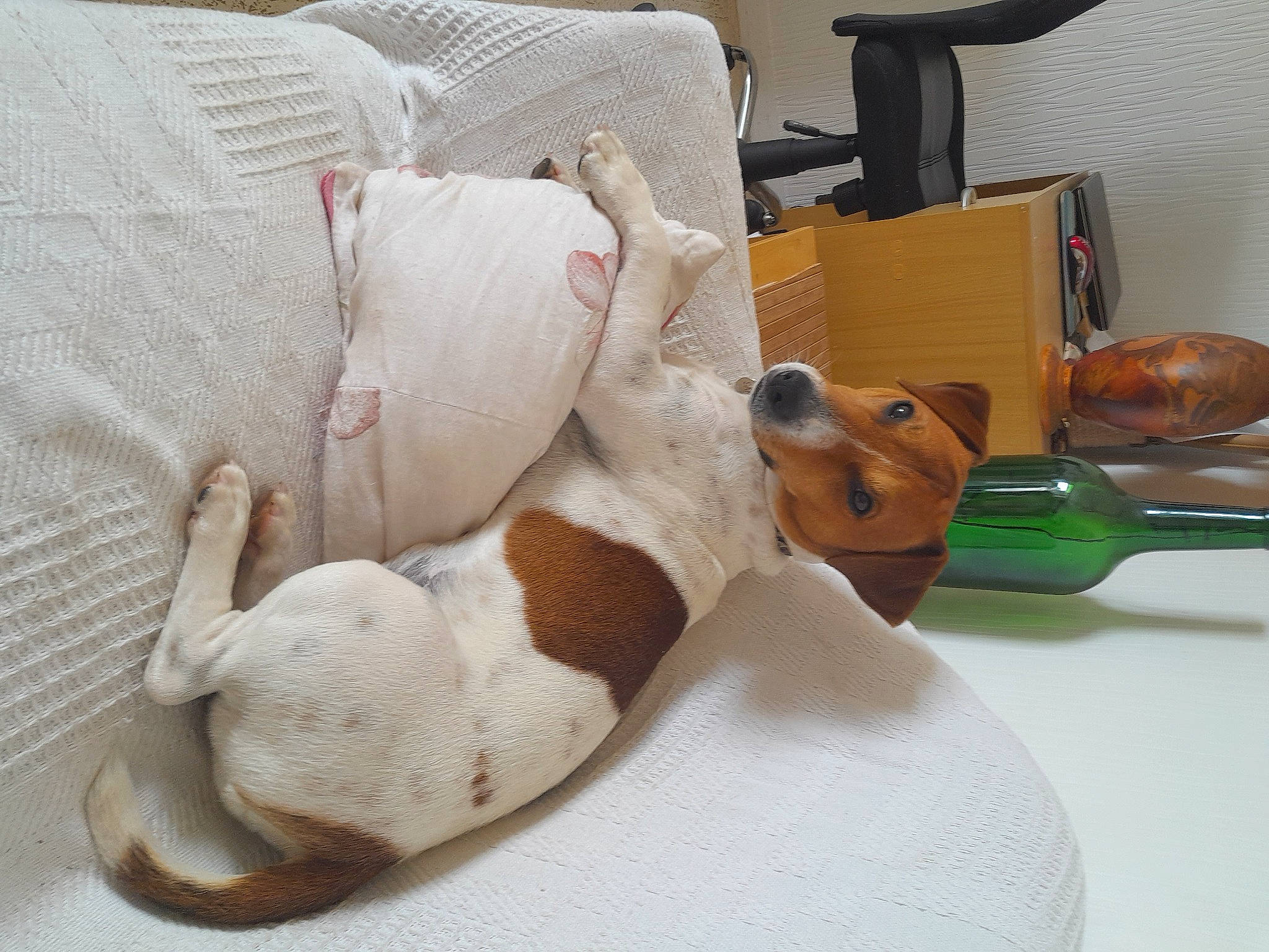 Sango a rejoint le concours — aidez-le/la à gagner de superbes lots ! canidae, carmine, carnivore, chair, comfort, companion_dog, couch, dog, dog_breed, fawn, felidae, linens, plush, room, sporting_group, stuffed_toy, tableware, tail, toy, wood