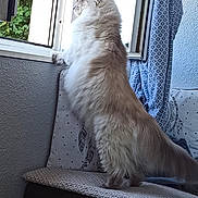 Lulu participe au concours pour gagner de l'argent avec cette photo : cat, fluffy, window, indoor, bench, pillow, curtain, daylight, looking_out, furniture, cozy, domestic, pet, curious, standing, white_wall, fabric, home, animal, long_hair