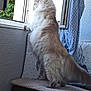 cat, fluffy, window, indoor, bench, pillow, curtain, daylight, looking_out, furniture, cozy, domestic, pet, curious, standing, white_wall, fabric, home, animal, long_hair