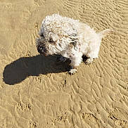 Max participe au concours pour gagner de l'argent avec cette photo : dog, curly_fur, white_dog, sand, beach, shadow, muddy_paws, outdoor, sunlight, pet, animal, sitting, paw_prints, daytime, nature, canine, fur, small_dog, texture, side_view