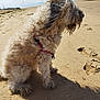 Max participe au concours pour gagner de l'argent avec cette photo : dog, beach, sand, curly_fur, harness, pet, outdoor, sunlight, shadow, clouds, calm, side_view, animal, nature, daytime, fur, canine, quiet, relaxed, seaside