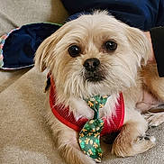 Gizmo is registered to the contest to win money with this photo: blanket, carpet, close_up, companion, cozy, cute, dog, domestic_animal, fluffy, green_tie, human_arm, indoor, looking_at_camera, lying_down, pet, red_harness, resting, small_dog, tan_fur, tie_pattern