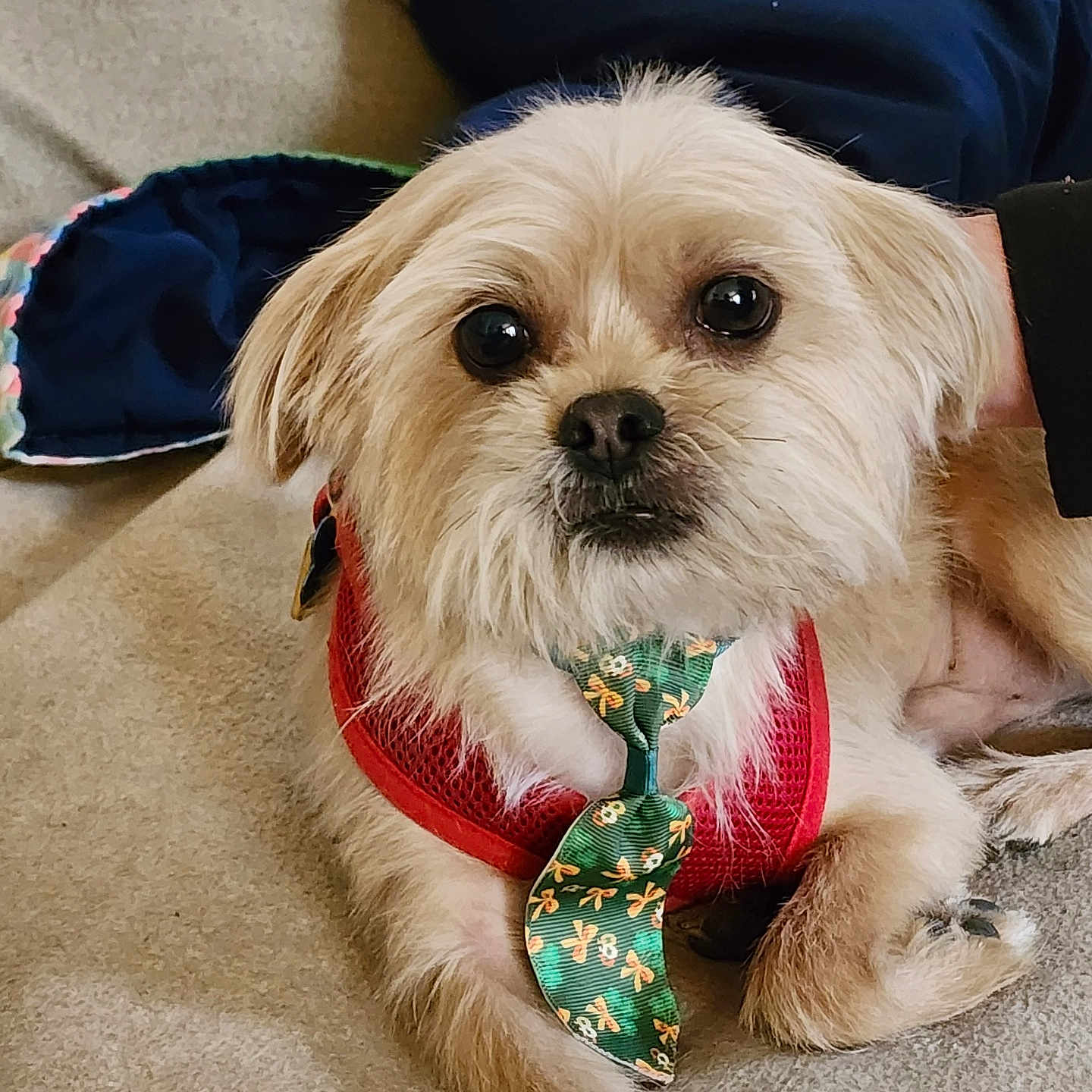 Gizmo