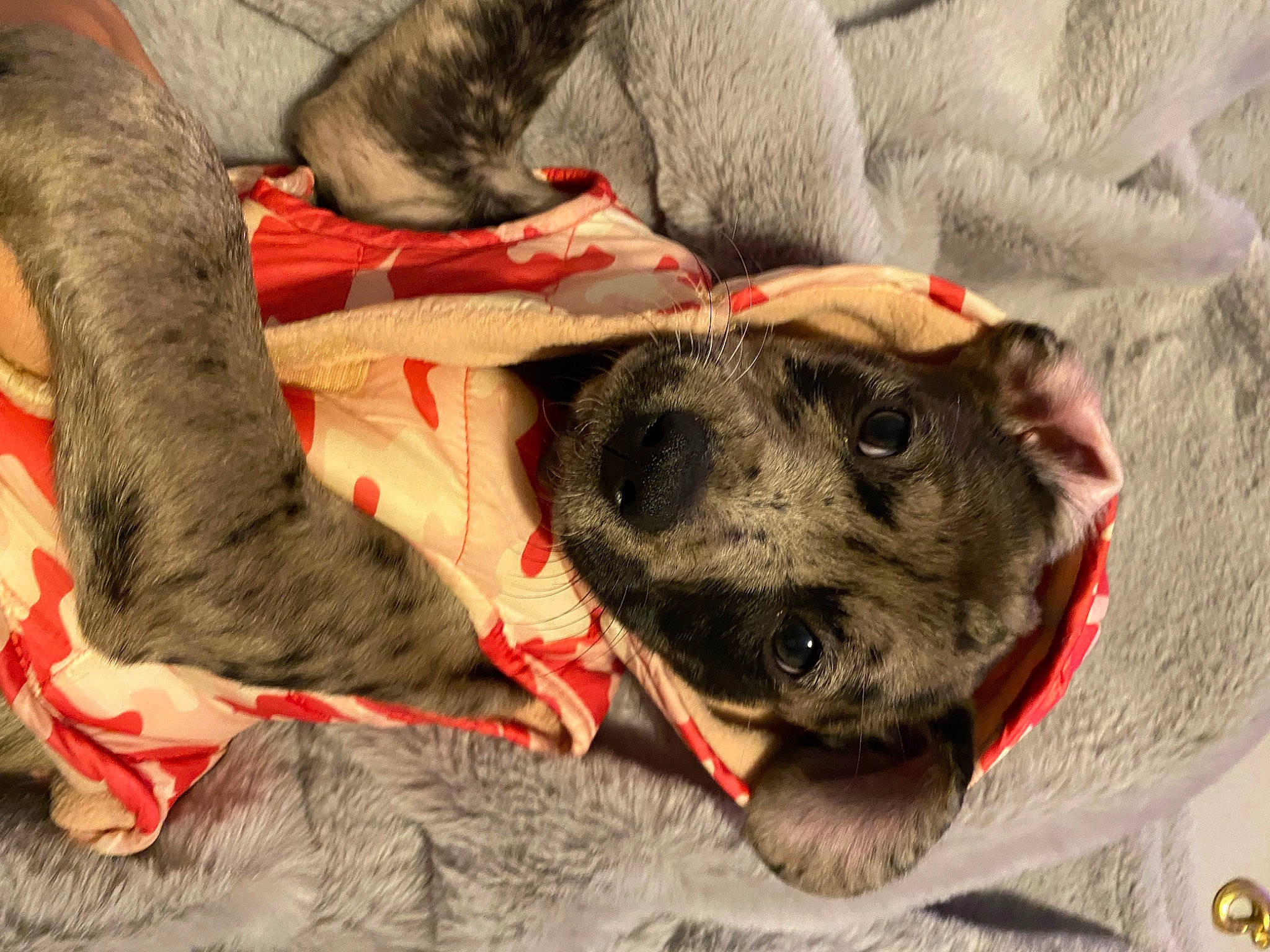 Eleven is registered to the contest to win money with this photo: australian_cattle_dog, carnivore, collar, comfort, companion_dog, couch, dog, dog_breed, dog_clothes, dog_collar, dog_supply, fawn, fur, guard_dog, mammal, paw, terrier, vertebrate, whiskers, working_animal