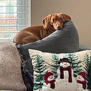 Anna is registered to the contest to win money with this photo: dog, dachshund, brown_dog, pillow, snowman_pillow, couch, blanket, window, blinds, indoor, cozy, holiday_decor, relaxed, pet, animal, furniture, home, living_room, soft_light, curious