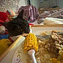 cat, corn, plate, rice, meat, fork, food, tv, stuffed_toy, blanket, bed, room, curious, black_cat, white_cat, dining, indoor, furniture, television, cozy
