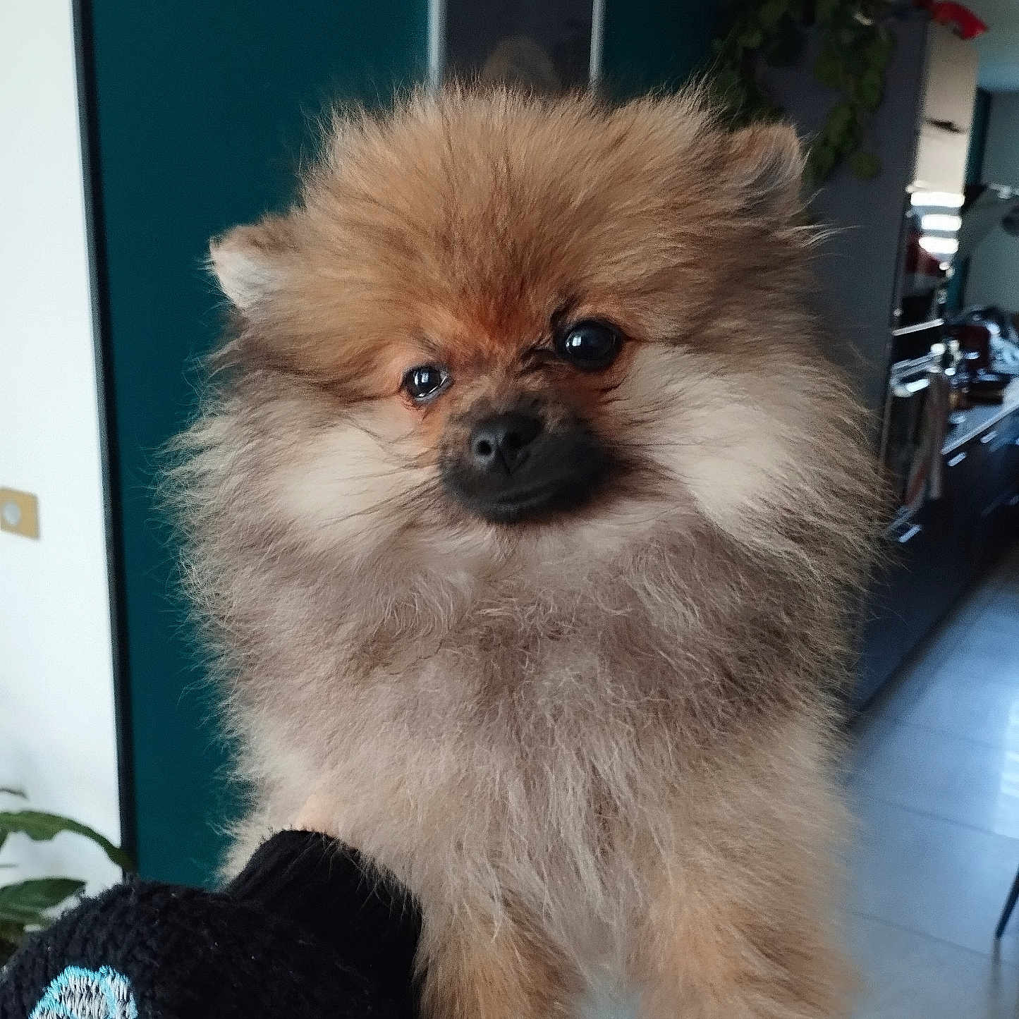 Vegas a rejoint le concours — aidez-le/la à gagner de superbes lots ! animal, architecture, canine, cockerspaniel, computerhardware, couch, dog, electronics, furniture, hardware, indoors, interiordesign, monitor, papillon, pet, plant, pottedplant, puppy, screen, terrier