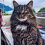 cat, tabby, fluffy, green_eyes, outdoor, mountain, sky, cloudy, balcony, fence, table, reflective_surface, pet, animal, whiskers, fur, portrait, close_up, nature, domestic_cat