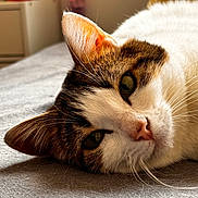 Pinosbi a rejoint le concours — aidez-le/la à gagner de superbes lots ! cat, close_up, pet, feline, whiskers, fur, relaxed, lying_down, indoor, soft_light, bedroom, domestic_animal, sleepy, nose, ear, face, animal, cute, resting, cozy