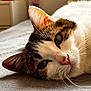 cat, close_up, pet, feline, whiskers, fur, relaxed, lying_down, indoor, soft_light, bedroom, domestic_animal, sleepy, nose, ear, face, animal, cute, resting, cozy