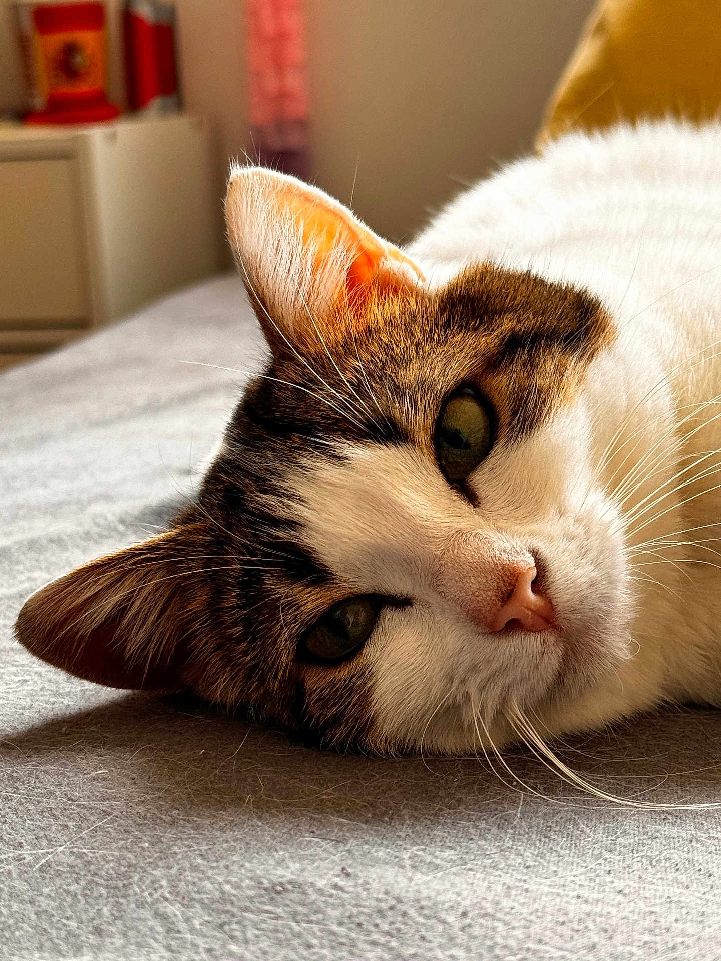 Pinosbi a rejoint le concours — aidez-le/la à gagner de superbes lots ! cat, close_up, pet, feline, whiskers, fur, relaxed, lying_down, indoor, soft_light, bedroom, domestic_animal, sleepy, nose, ear, face, animal, cute, resting, cozy