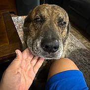 Rocky joined the competition — help win amazing prizes! affection, animal, blue_shorts, brown_dog, canine, carpet, close_up, comfort, companion, couch, dog, furniture, hand, home, indoor, living_room, person, pet, portrait, table