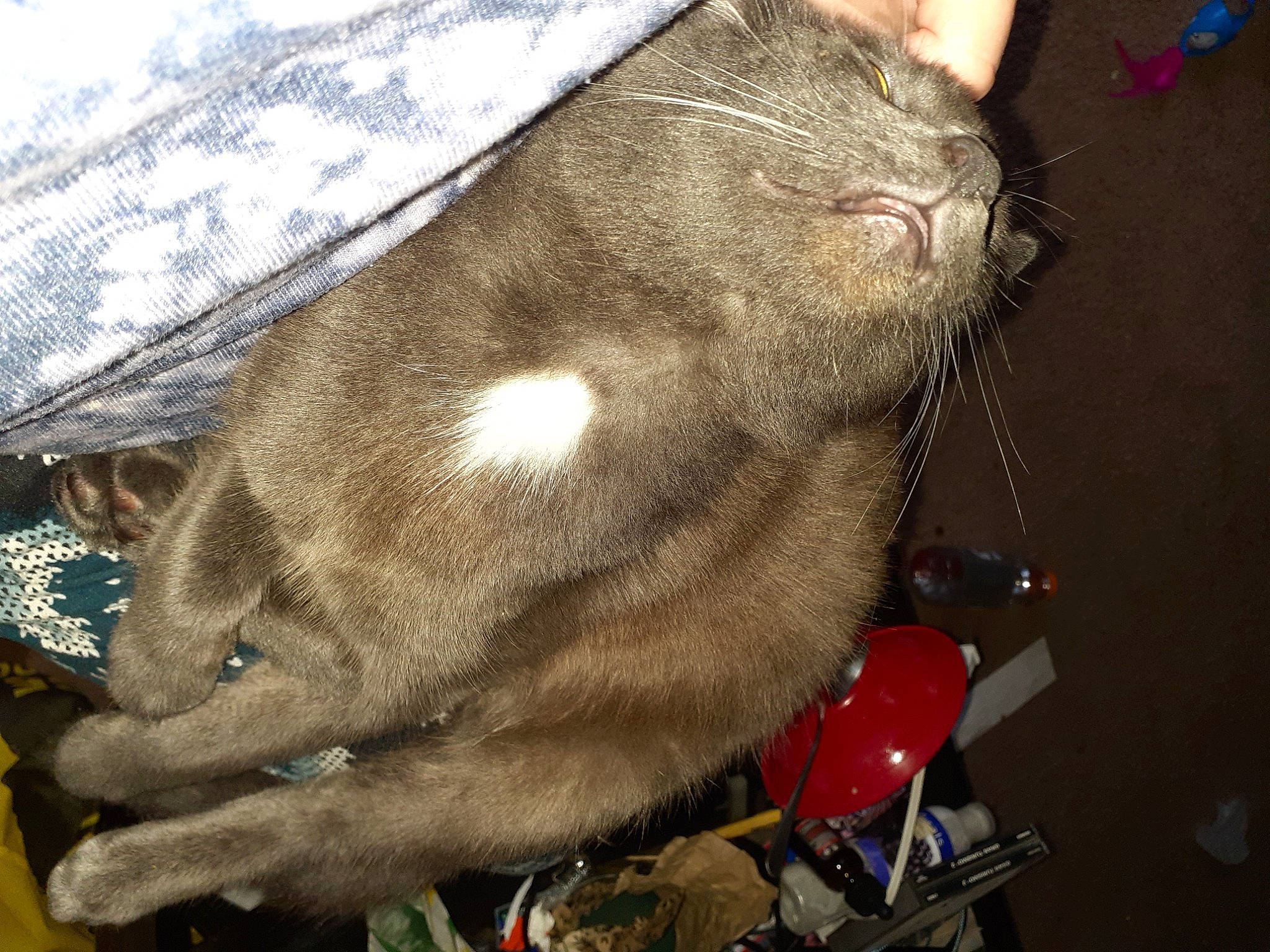 Buu is registered to the contest to win money with this photo: carnivore, cat, fawn, felidae, fur, small_to_medium_sized_cats, whiskers