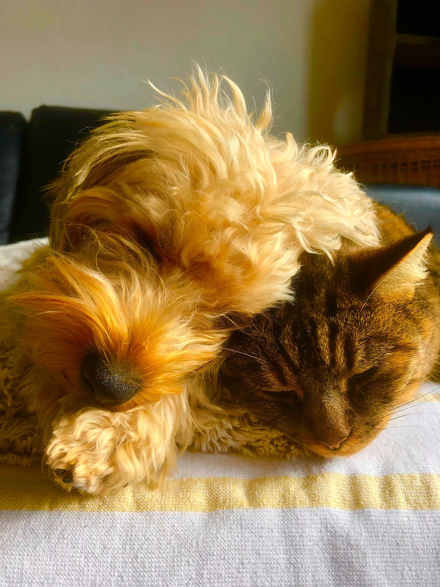 Kiko a rejoint le concours — aidez-le/la à gagner de superbes lots ! canidae, carnivore, cat, claw, comfort, companion_dog, dog_breed, fawn, felidae, fur, nap, paw, small_terrier, small_to_medium_sized_cats, snout, sporting_group, tail, terrier, toy_dog, whiskers