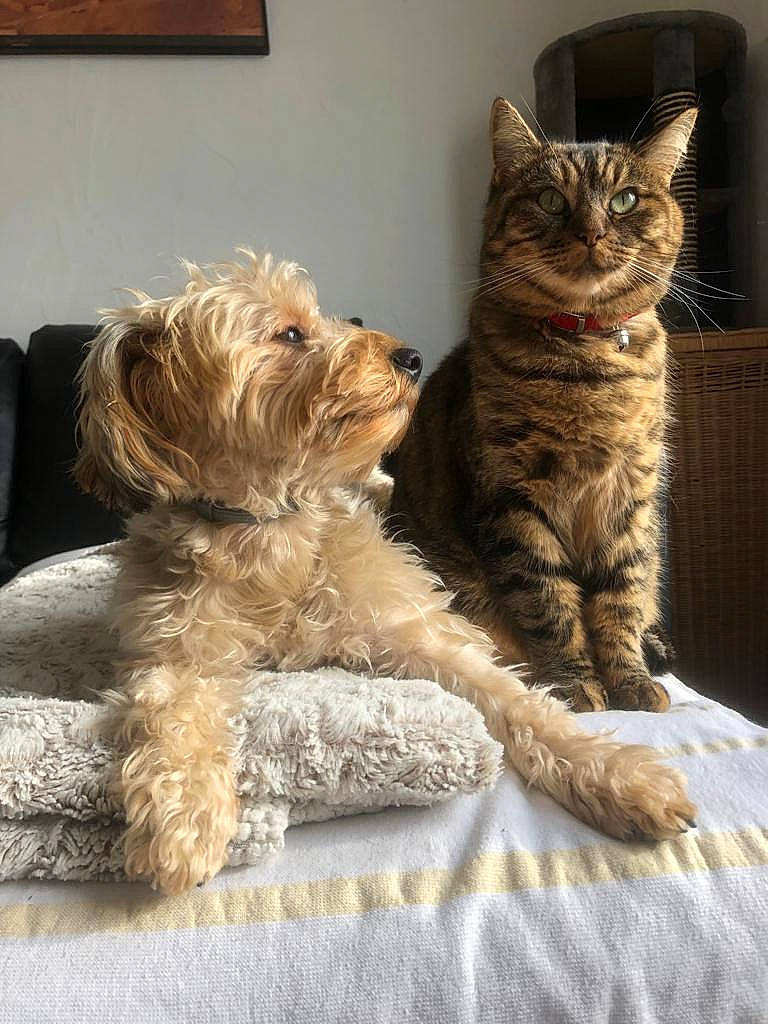 Kiko participe au concours pour gagner de l'argent avec cette photo : carnivore, cat, claw, comfort, companion_dog, dog, dog_breed, domestic_short_haired_cat, felidae, fur, paw, picture_frame, sitting, small_terrier, small_to_medium_sized_cats, snout, tail, terrier, toy_dog, whiskers