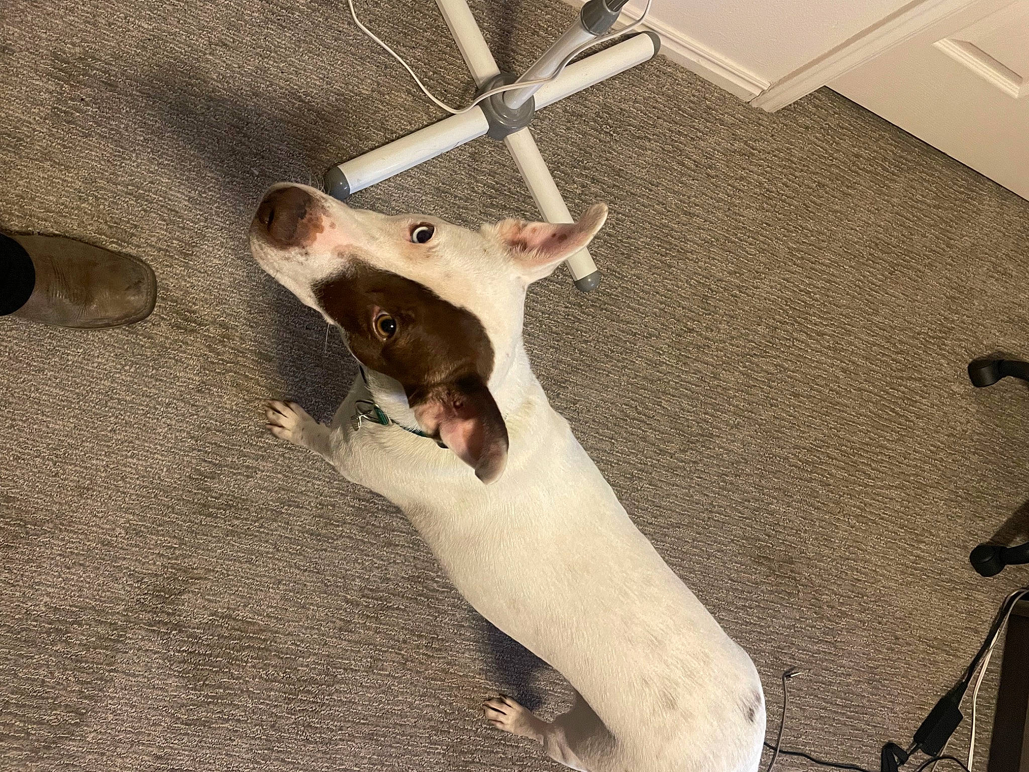 Ash joined the competition — help win amazing prizes! canidae, carnivore, collar, companion_dog, dog, dog_breed, dog_supply, fawn, floor, flooring, hardwood, paw, pet_supply, snout, sporting_group, tail, terrestrial_animal, whiskers, wood, working_animal