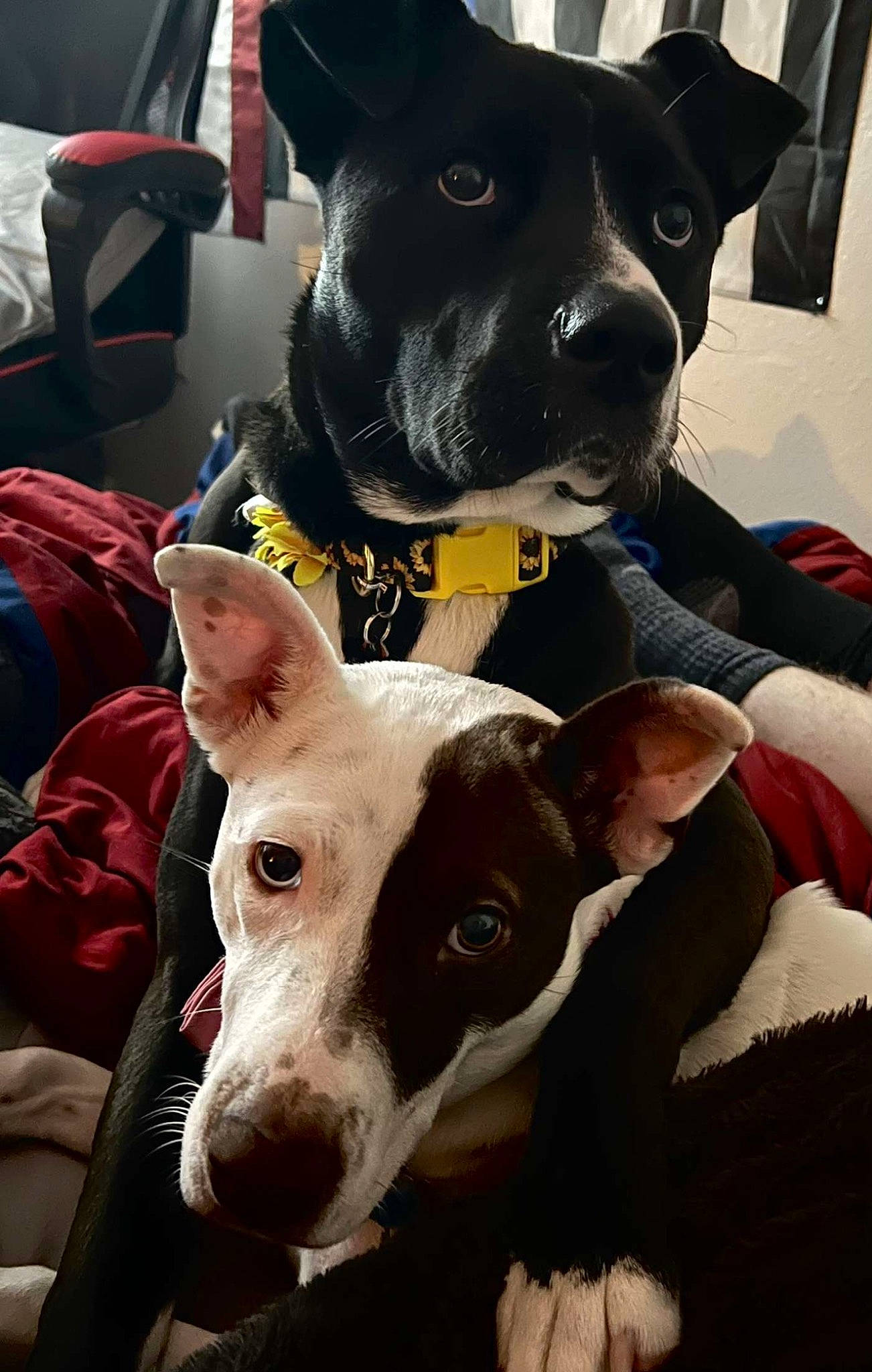 Ash joined the competition — help win amazing prizes! canidae, carnivore, collar, companion_dog, dog, dog_breed, dog_collar, dog_supply, english_white_terrier, fawn, fur, guard_dog, non_sporting_group, pet_supply, snout, sporting_group, whiskers, white, working_animal, working_dog