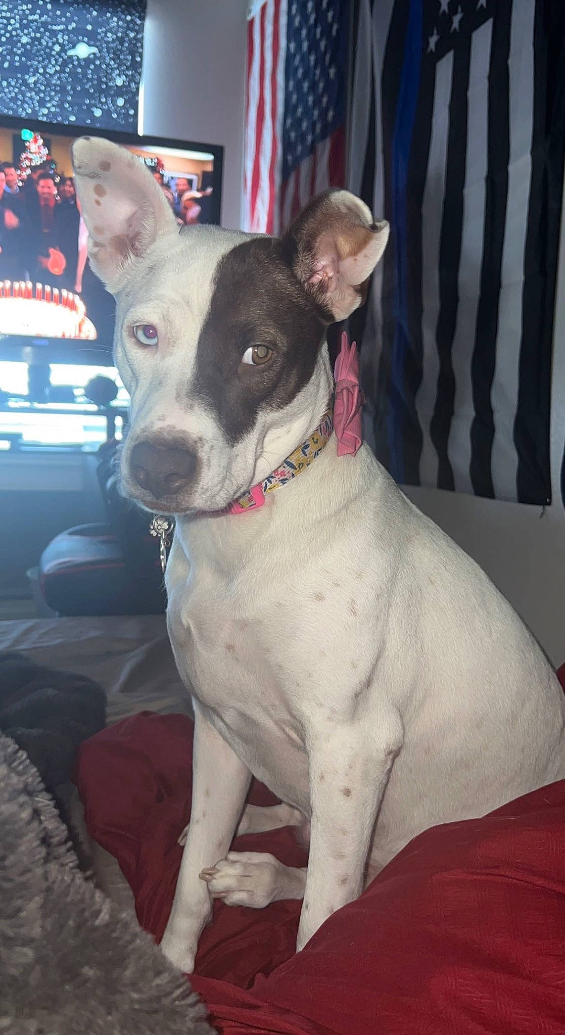 Ash joined the competition — help win amazing prizes! canidae, carnivore, collar, companion_dog, dog, dog_breed, dog_collar, fawn, non_sporting_group, snout, sporting_group, television, whiskers, working_animal