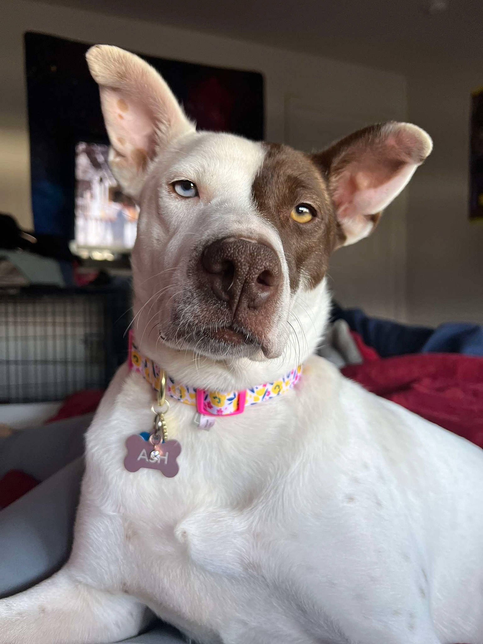 Ash is registered to the contest to win money with this photo: ancient_dog_breeds, canidae, carnivore, collar, companion_dog, dog, dog_breed, dog_collar, dog_supply, ear, fashion_accessory, fawn, non_sporting_group, pet_supply, snout, sporting_group, terrestrial_animal, terrier, whiskers, working_animal