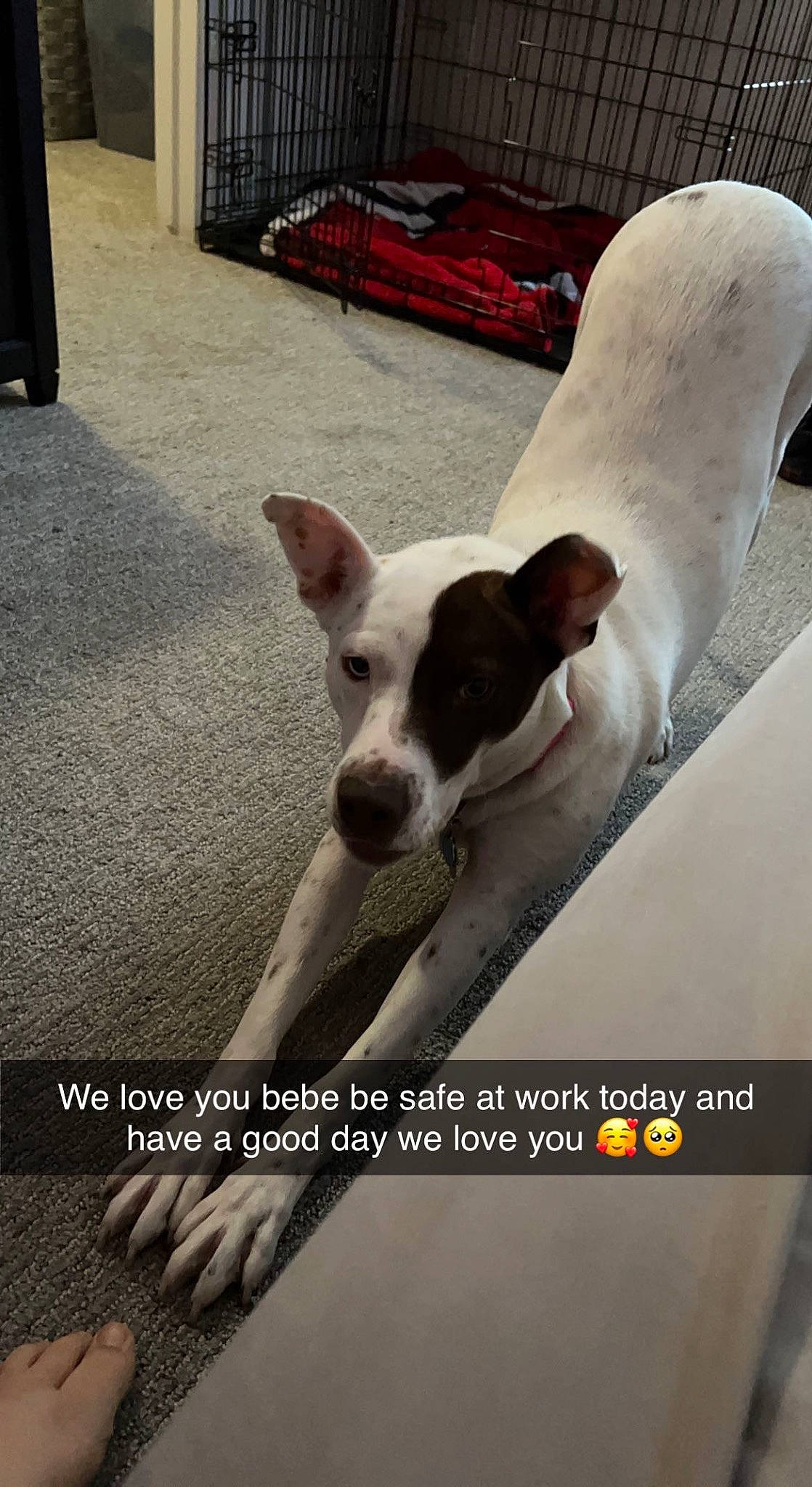 Ash is registered to the contest to win money with this photo: art, carnivore, comfort, companion_dog, dog, dog_breed, flooring, internet_meme, metal, paw, photo_caption, snout, square, terrestrial_animal, working_animal