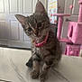 Luna is registered to the contest to win money with this photo: cat, cat_tree, collar, curious, cute, domestic, door, ears, feline, head_tilt, home, indoor, kitten, marble_countertop, pet, pink, tabby, toy, whiskers, young