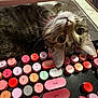 Luna joined the competition — help win amazing prizes! animal, cat, closeup, colorful, computer, curious, cute, desk, feline, head, home, indoor, keyboard, keys, looking, pet, playful, tabby, technology, whiskers
