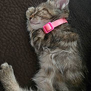 Luna is registered to the contest to win money with this photo: animal, cat, closeup, cozy, cute, domestic_cat, feline, fur, indoor, kitten, paw, pet, pink_collar, relaxed, resting, sleeping, soft, texture, whiskers, young