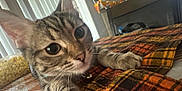 Luna is registered to the contest to win money with this photo: bell, blanket, brown, cat, close_up, collar, cozy, curious, cute, feline, homedecor, indoor, kitten, orange, paws, pet, plaid, resting, tabby, whiskers