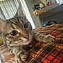 bell, blanket, brown, cat, close_up, collar, cozy, curious, cute, feline, homedecor, indoor, kitten, orange, paws, pet, plaid, resting, tabby, whiskers