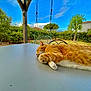 cat, orange_tabby, sleeping, table, outdoor, garden, pergola, blue_sky, clouds, greenery, tree, house, chair, relaxation, pet, sunlight, nature, fence, peaceful, daytime