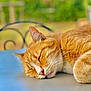 cat, ginger_cat, sleeping, close_up, whiskers, outdoor, relaxation, feline, nap, fur, pet, cute, peaceful, animal, table, blurred_background, resting, daylight, calm, mammal