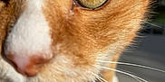 Canaille a rejoint le concours — aidez-le/la à gagner de superbes lots ! animal, blurred_background, cat, close_up, curious, cute, domestic_animal, eye, face, feline, fur, macro, nose, orange_cat, outdoor, pet, portrait, sunlight, whiskers, white_paws