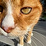 cat, close_up, orange_cat, whiskers, eye, curious, pet, animal, feline, outdoor, sunlight, blurred_background, face, nose, fur, white_paws, macro, portrait, domestic_animal, cute