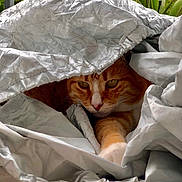Canaille a rejoint le concours — aidez-le/la à gagner de superbes lots ! animal, cat, closeup, cozy, crinkled, curious, eyes, face, fur, greenery, hiding, nature, orange_tabby, outdoor, paw, pet, silver, stealth, tarp, whiskers