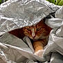 cat, orange_tabby, animal, pet, curious, hiding, tarp, silver, crinkled, closeup, face, paw, outdoor, greenery, nature, fur, whiskers, eyes, cozy, stealth