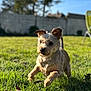 Naya a rejoint le concours — aidez-le/la à gagner de superbes lots ! dog, grass, outdoor, sunlight, pet, small_dog, leaping, ears, fur, yard, green, nature, playful, animal, daylight, blurred_background, shadow, canine, running, happy