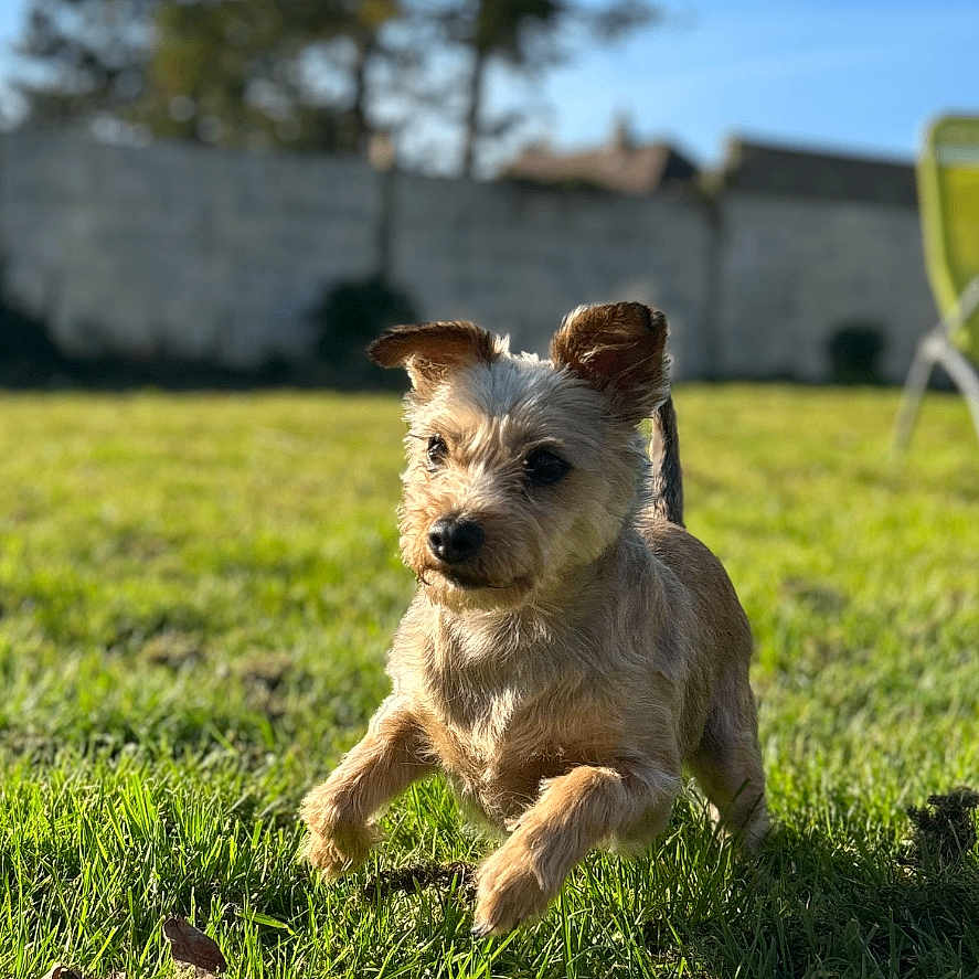 Naya a rejoint le concours — aidez-le/la à gagner de superbes lots ! animal, blurred_background, canine, daylight, dog, ears, fur, grass, green, happy, leaping, nature, outdoor, pet, playful, running, shadow, small_dog, sunlight, yard