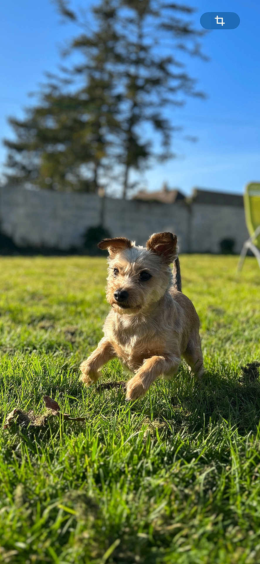 Naya a rejoint le concours — aidez-le/la à gagner de superbes lots ! dog, grass, outdoor, sunlight, pet, small_dog, leaping, ears, fur, yard, green, nature, playful, animal, daylight, blurred_background, shadow, canine, running, happy