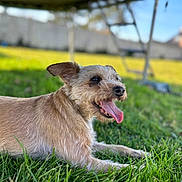 Naya participe au concours pour gagner de l'argent avec cette photo : dog, grass, outdoor, pet, tongue_out, happy, sunlight, yard, fence, canine, animal, playful, shaded, relaxed, summer, nature, fur, muzzle, ears, background