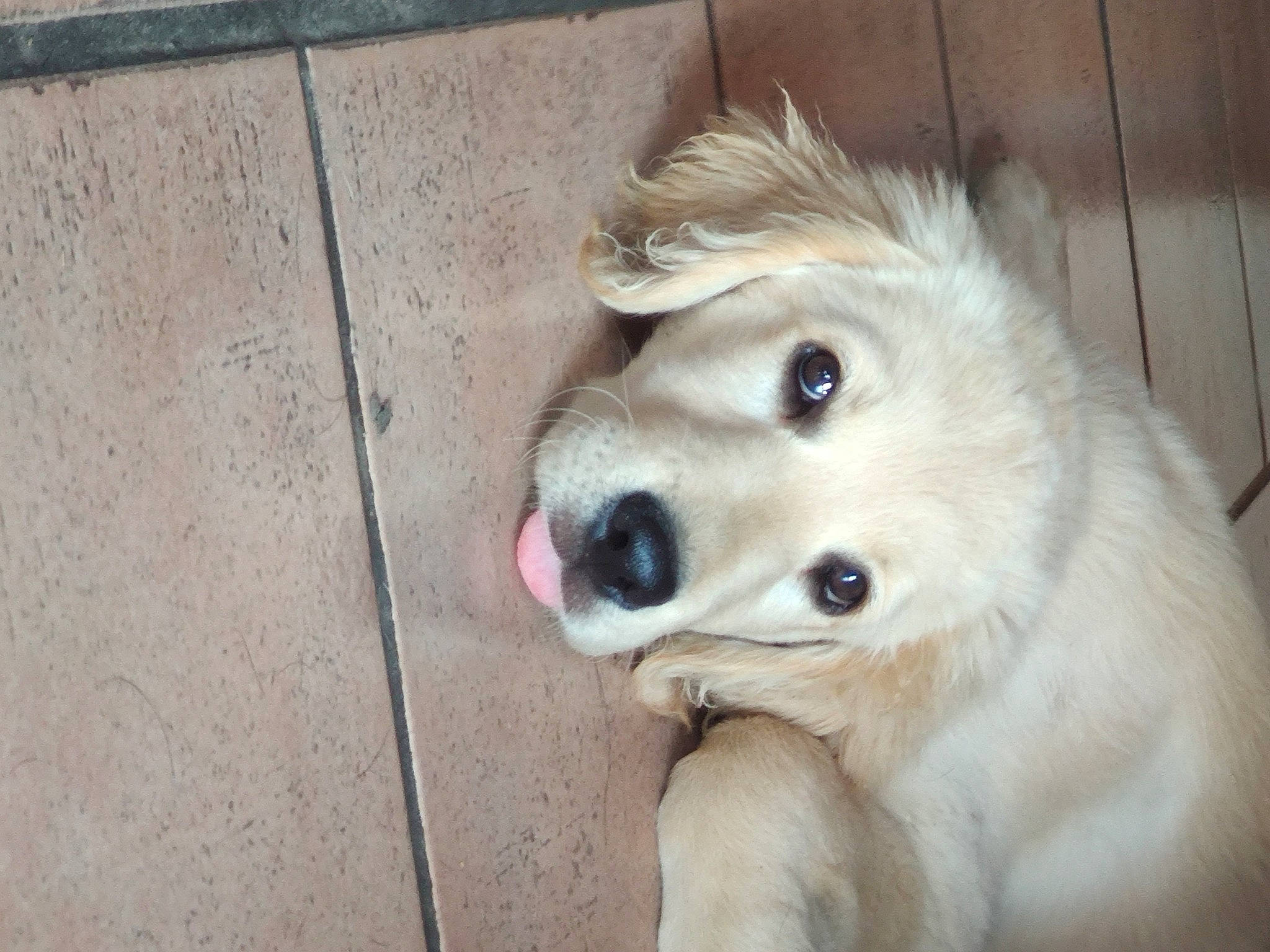 Apollo a rejoint le concours — aidez-le/la à gagner de superbes lots ! ancient_dog_breeds, canidae, carnivore, companion_dog, dog, dog_breed, fawn, golden_retriever, great_pyrenees, labrador_retriever, mammal, maremma_sheepdog, nose, puppy, retriever, small_greek_domestic_dog, snout, sporting_group, vertebrate, whiskers