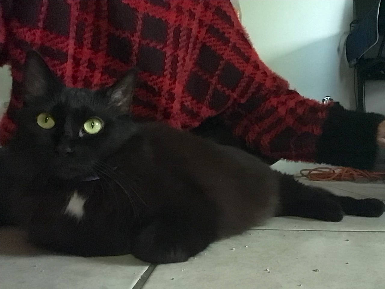 Moxi is registered to the contest to win money with this photo: black_cat, bombay, carnivore, cat, claw, comfort, domestic_short_haired_cat, fashion_accessory, felidae, flooring, foot, fur, pattern, small_to_medium_sized_cats, snout, tail, terrestrial_animal, whiskers, wool, woolen