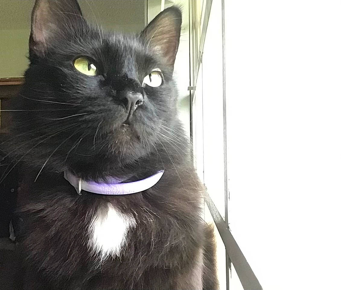 Moxi is registered to the contest to win money with this photo: black_cat, box, carnivore, cat, collar, domestic_short_haired_cat, electric_blue, fang, felidae, fur, pet_supply, small_to_medium_sized_cats, snout, tail, whiskers, window