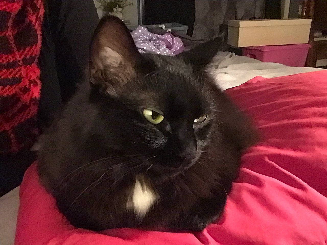 Moxi is registered to the contest to win money with this photo: black_cat, bombay, carnivore, cat, cat_supply, comfort, curtain, domestic_short_haired_cat, felidae, fur, linens, magenta, room, small_to_medium_sized_cats, snout, tail, terrestrial_animal, whiskers