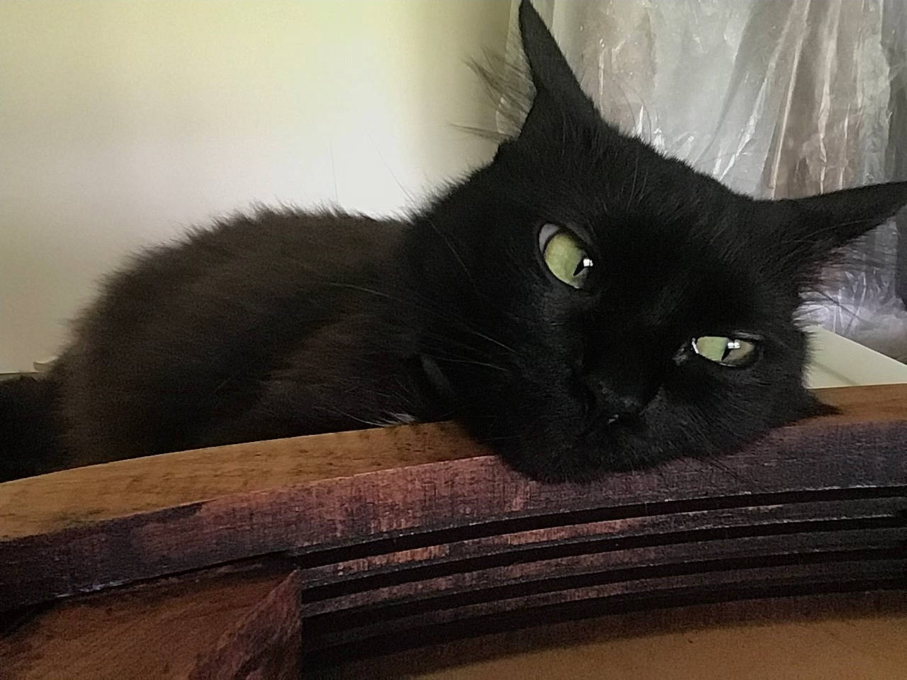 Moxi joined the competition — help win amazing prizes! black_cat, bombay, carnivore, cat, comfort, domestic_short_haired_cat, felidae, fur, grey, small_to_medium_sized_cats, tail, whiskers, wood