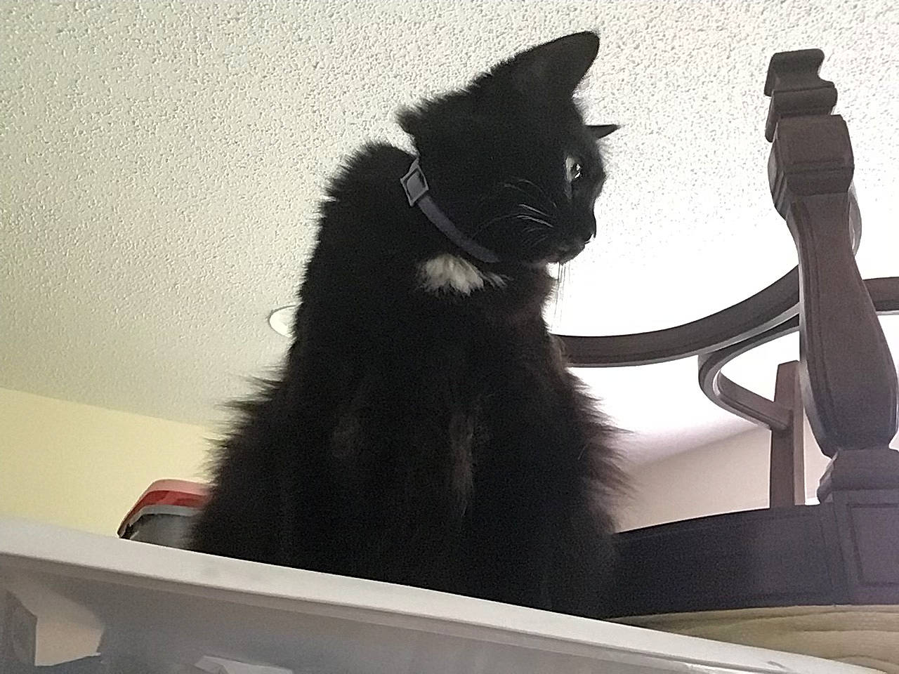 Moxi is registered to the contest to win money with this photo: art, black_cat, bombay, carnivore, cat, claw, comfort, domestic_short_haired_cat, felidae, fur, gesture, monochrome_photography, paw, shadow, sitting, small_to_medium_sized_cats, snout, tail, whiskers, window