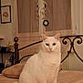 cat, white_cat, bed, bedroom, curtains, pillow, blanket, headboard, feline, pet, indoor, cozy, portrait, whiskers, ears, fur, window, decor, home, sitting