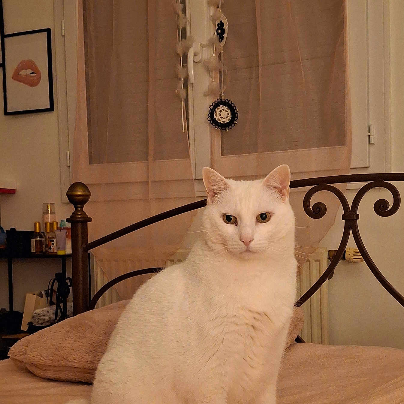 Folizzz participe au concours pour gagner de l'argent avec cette photo : bed, bedroom, blanket, cat, cozy, curtains, decor, ears, feline, fur, headboard, home, indoor, pet, pillow, portrait, sitting, whiskers, white_cat, window