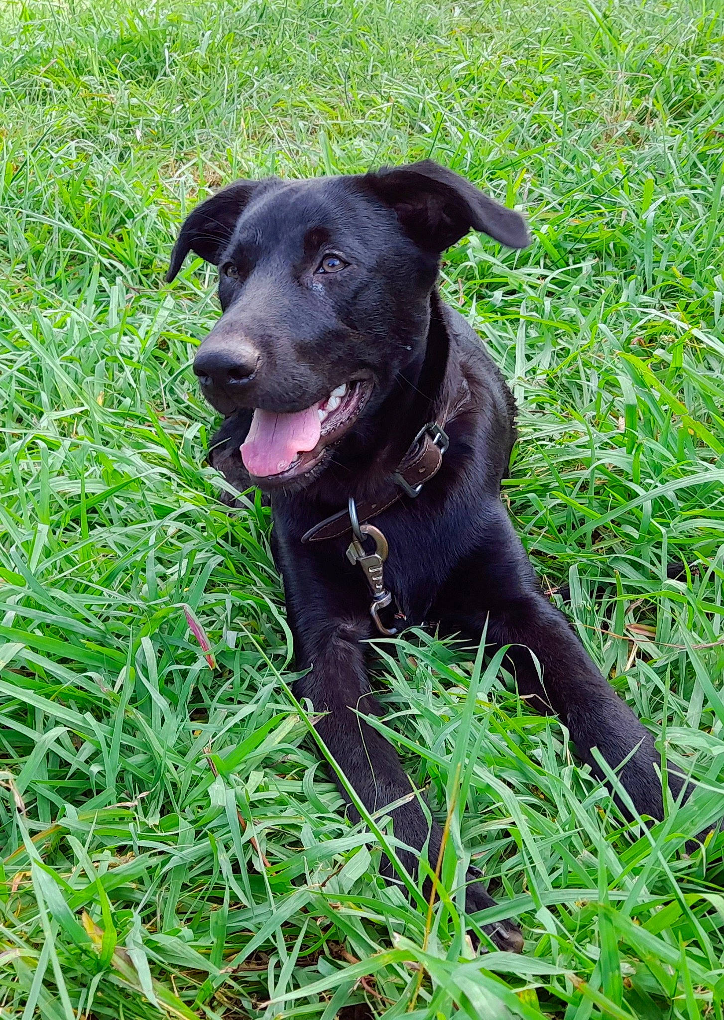 Tiago a rejoint le concours — aidez-le/la à gagner de superbes lots ! borador, canidae, carnivore, collar, companion_dog, dog, dog_breed, dog_collar, grass, grassland, groundcover, guard_dog, gun_dog, leash, plant, snout, sporting_group, tail, whiskers, working_animal