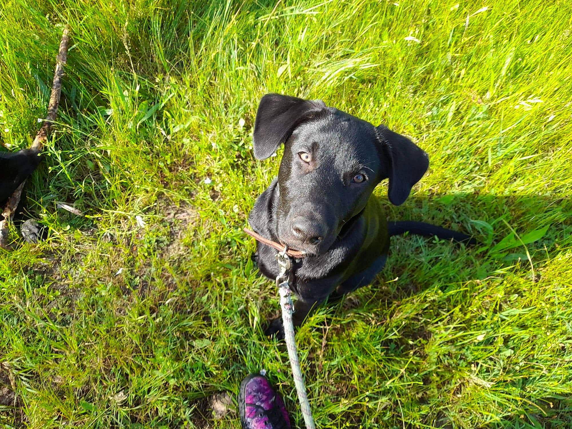 Tiago a rejoint le concours — aidez-le/la à gagner de superbes lots ! borador, carnivore, companion_dog, dog, dog_breed, dog_collar, fawn, grass, grass_family, grassland, groundcover, hat, pasture, personal_protective_equipment, plant, shrub, snout, sporting_group, terrestrial_animal, working_animal